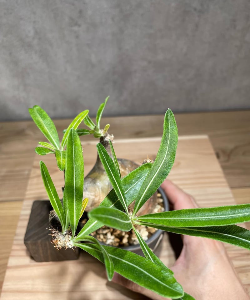 パキポディウム グラキリス Pachypodium gracilius 発根済 (商品番号g