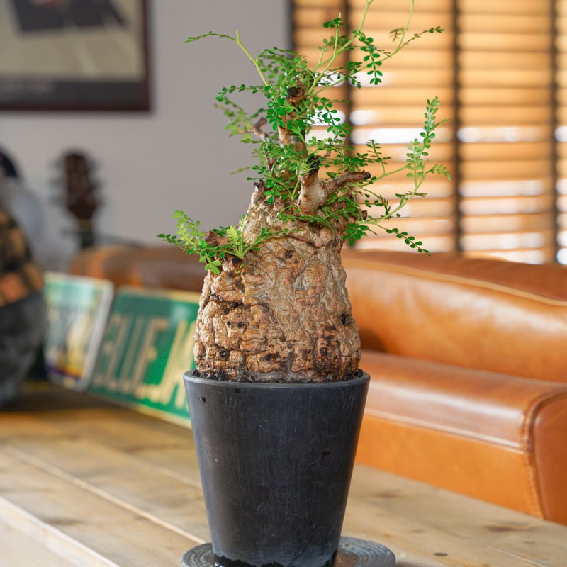 オペルクリカリア パキプス-OP29 | Supervoid Caudex