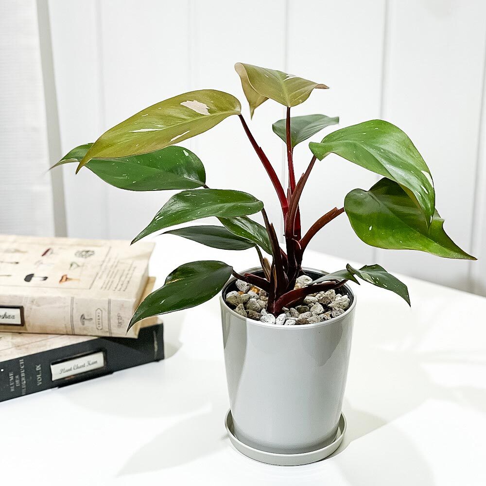 PLANCHU 観葉植物 フィロデンドロン ピンクプリンセス 4号鉢 受け皿