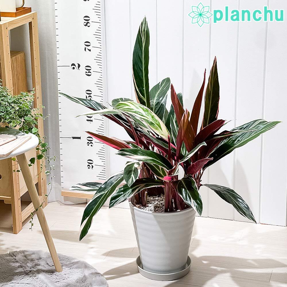 PLANCHU 観葉植物 ストロマンテ トリオスター 8号鉢 受け皿付き 育て方