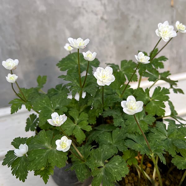 園芸ネット本店｜ニリンソウ：千重咲き二輪草 二羽鶴 3号ポット の通販