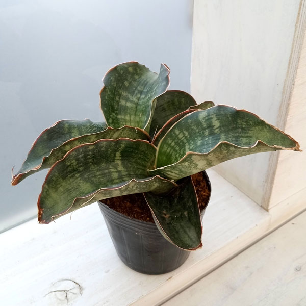 園芸ネット本店｜サンセベリア：ドラゴンウィング 3号ポット の通販