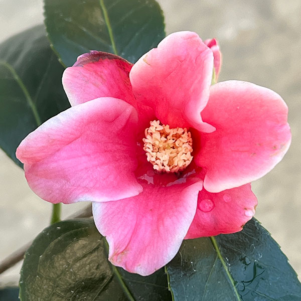 園芸ネット本店｜ツバキ（椿）：湊晨侘助（ソウシンワビスケ）4号