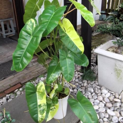 フィロデンドロン・バールマルクス 斑入り 7号 - 植物と暮らす m-plant