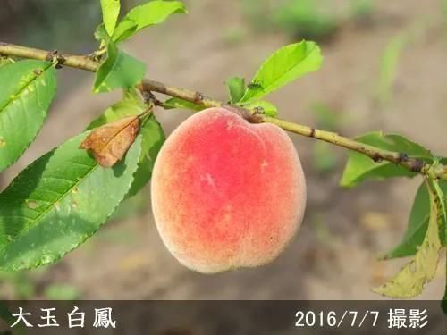 モモ(桃) 大玉白鳳(おおだまはくほう)新苗[一年生苗] - 果樹苗・大苗