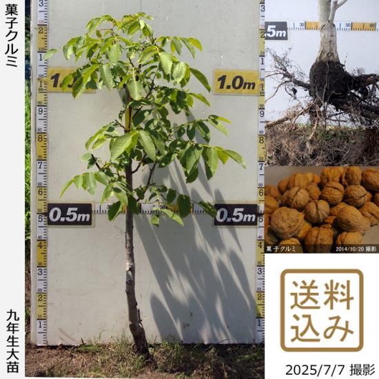 ナッツ類 クルミ(胡桃) 菓子くるみの地掘大苗 - 果樹苗・大苗・苗木