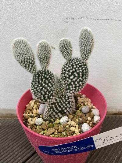 バニーカクタス - 陽春園ネット通販