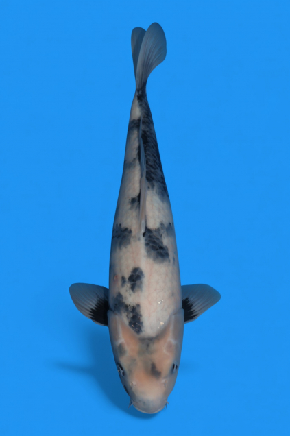 委託販売】【平澤養鯉場産】白写り49cm - 錦鯉販売・通販 新潟
