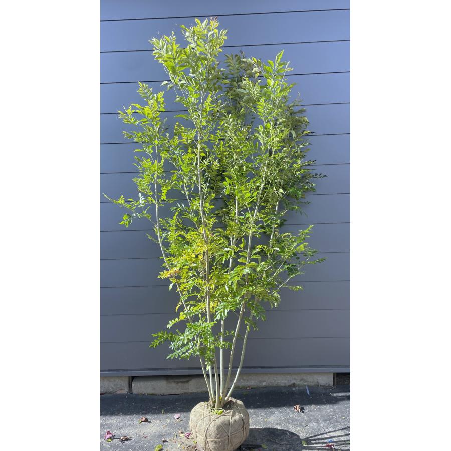 シマトネリコ 6本株立ち 約2.2m 現品発送 美樹形株 特大株 植木苗木