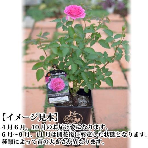 送料無料 プリマヴィスタ6号鉢大苗予約 鉢植え バラ 薔薇 ロサ