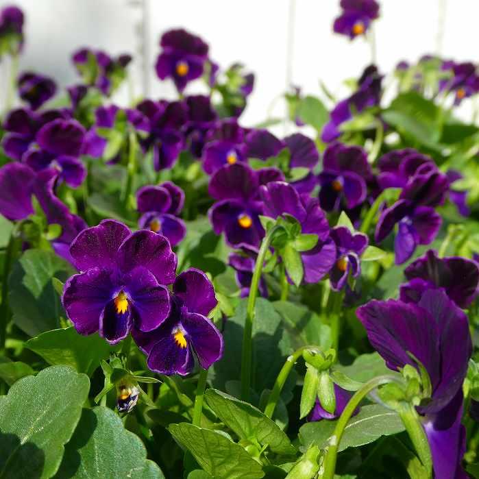 ビオラ 苗 ダークパープル 3.5号 冬の花苗 花壇苗 251028 : お花処 昌