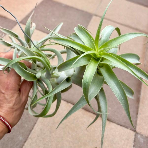 観葉植物 エアープランツ：チランジア カクティコラ ロングフォーム