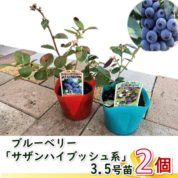 greenglass_s-blueberry2