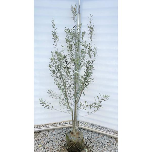 オリーブの木 シプレッシーノ 株立ち 約1.8m 現品発送 特大株 植木苗木