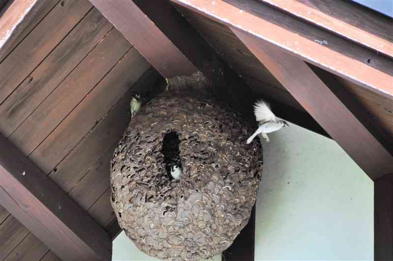 スズメバチの巣がスズメの新居に 南阿蘇村 「わが家の宝物」｜熊本日日