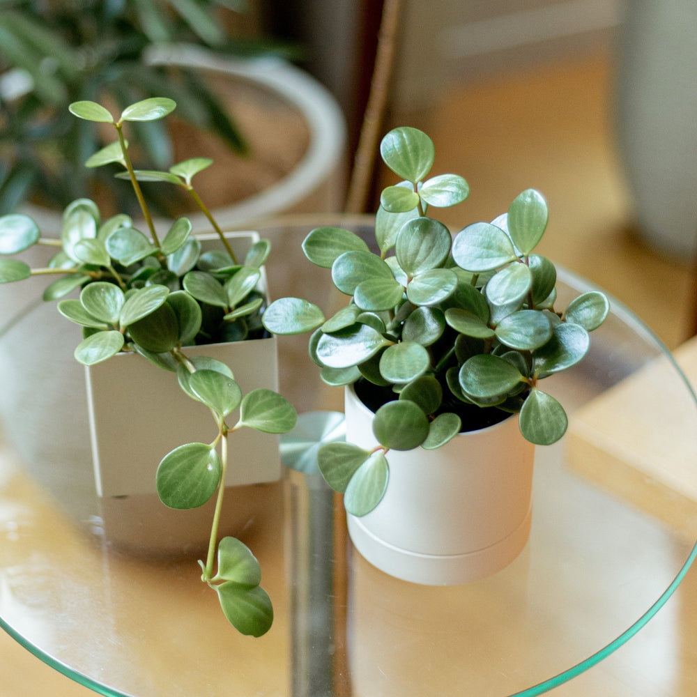 ペペロミア・ホープ / Peperomia obtusifolia 'Hope' – LIFFT