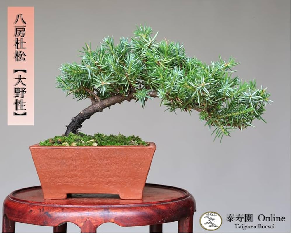 Amazon.co.jp: 八房杜松『大野性』ミニ盆栽【泰寿園 Online】 : DIY