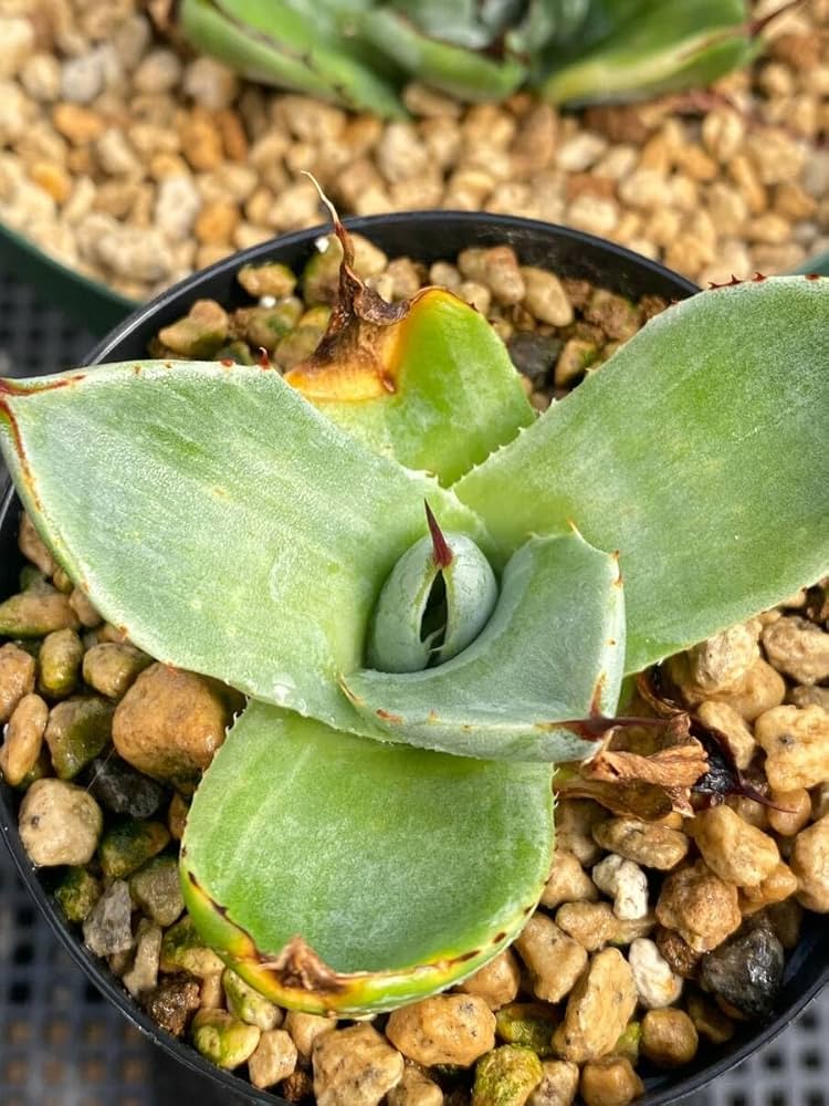 アガベ ベネズエラ 斑入り 大型 130センチ 京都 アガベ ベネズエラ