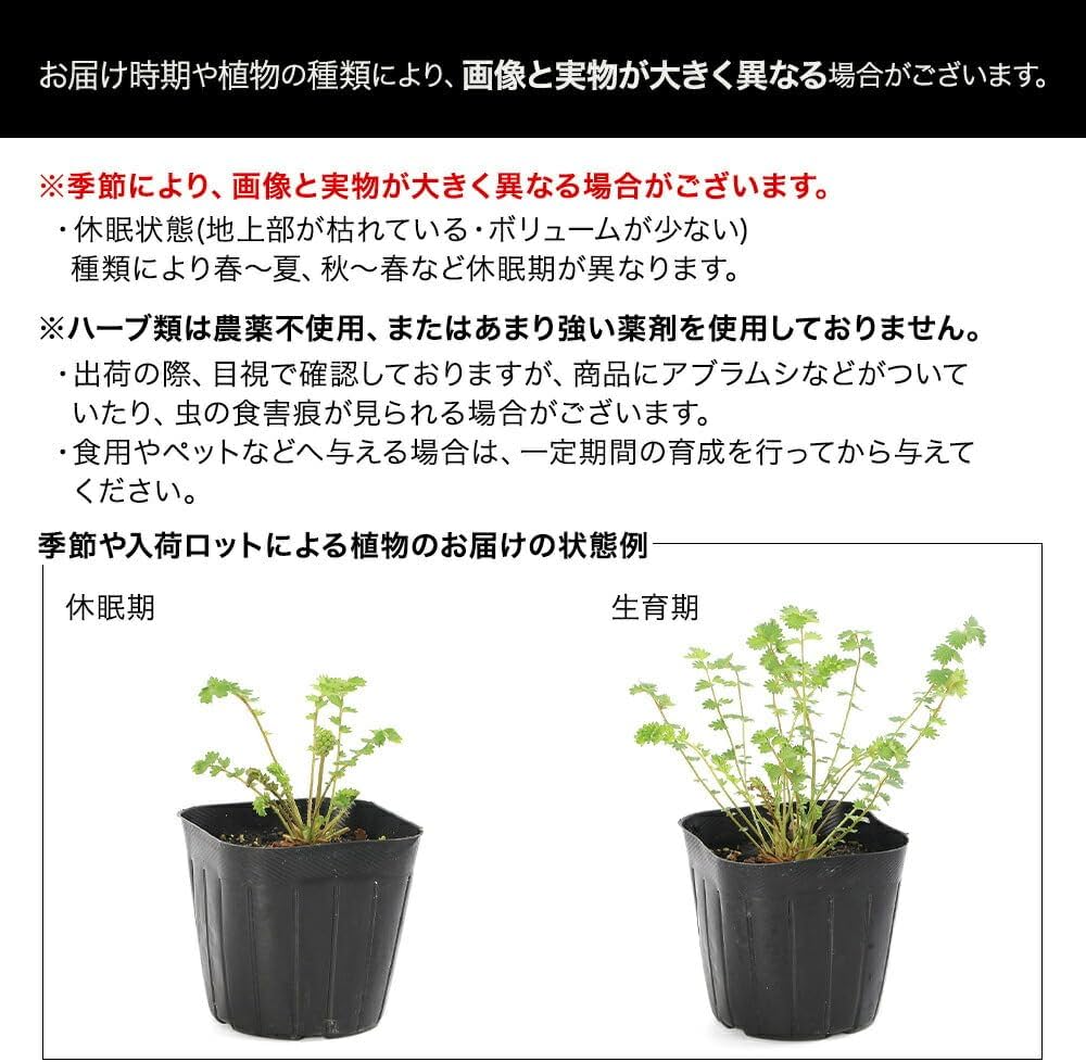 Amazon.co.jp: チャーム ハーブ苗 タイム フォックスリータイム 3号