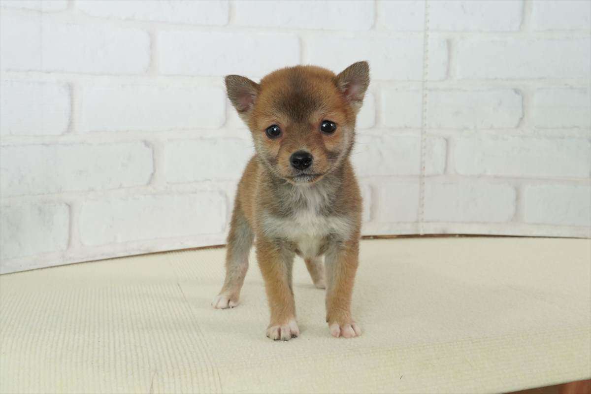 豆柴子犬情報