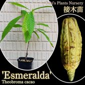 熱帯果樹・カカオ・ヤシ・バナナ・コーデックス苗他世界の植物苗種子