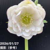一点物】加藤農園 クリスマスローズ フレグランスクリスマスローズ 4.5