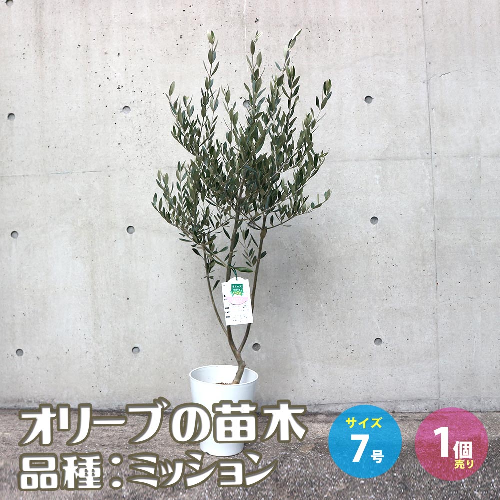 オリーブの苗木 品種：ミッション【果樹の苗木 7号テーパード鉢／1個
