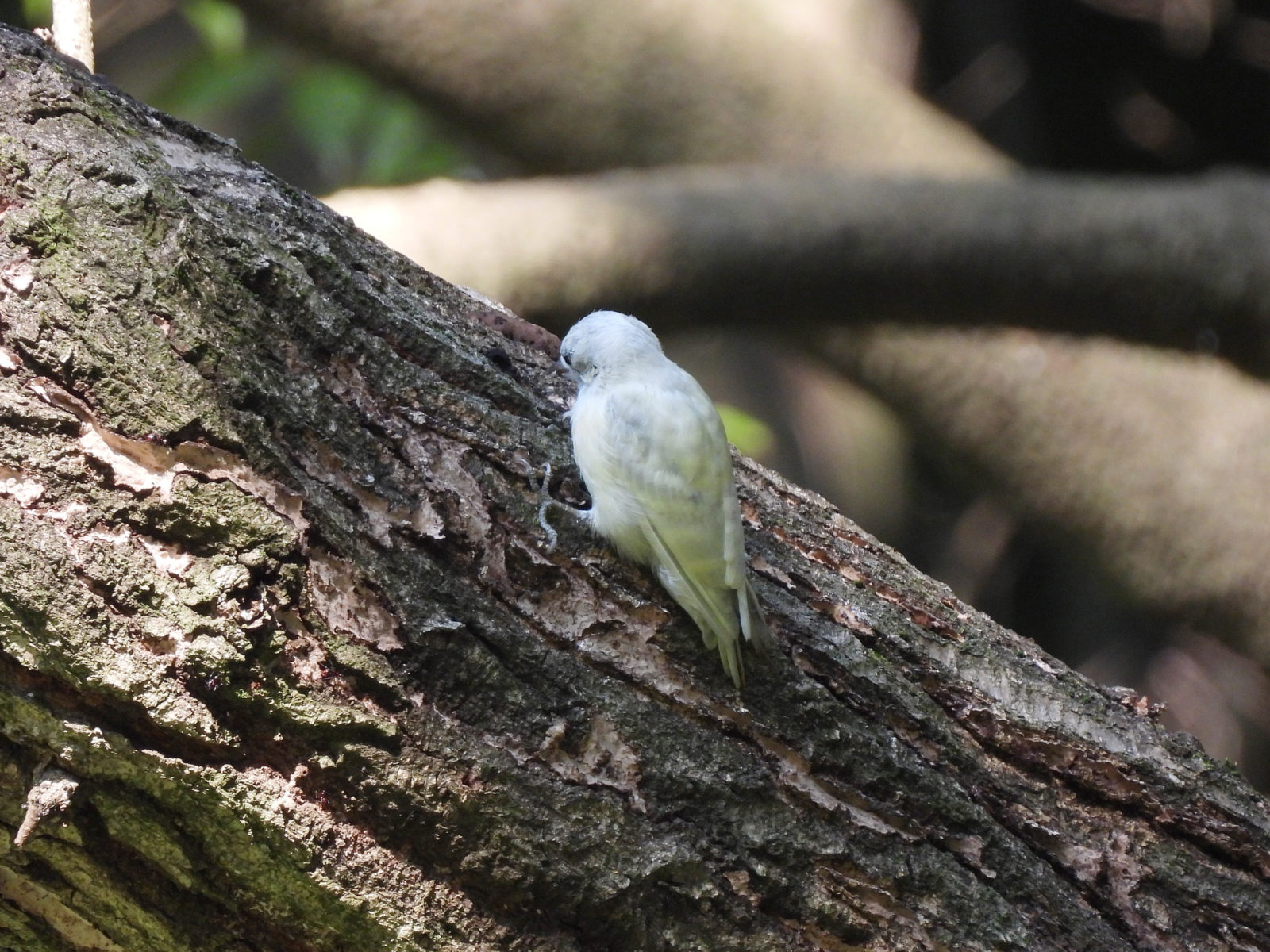 白いコゲラ〜アルビノ？白変種？@横浜市緑区 | みどりの鳥 〜横浜市