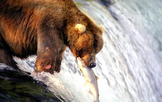 鮭を獲るヒグマ - アメリカの風景