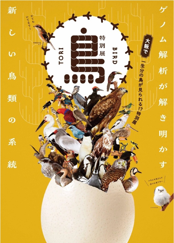 マスコミの皆様へ＞3/13(金) 特別展「鳥」記者内覧会のご案内 | OMNH