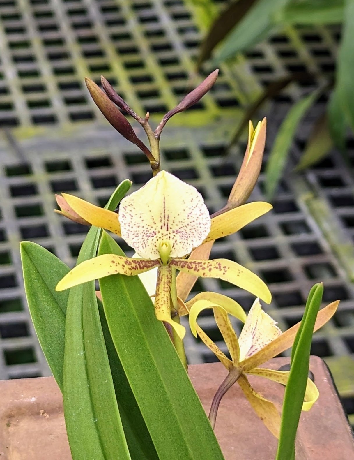 Brassavola nodosa x Anacheilium sceptrum – Orchids for the People