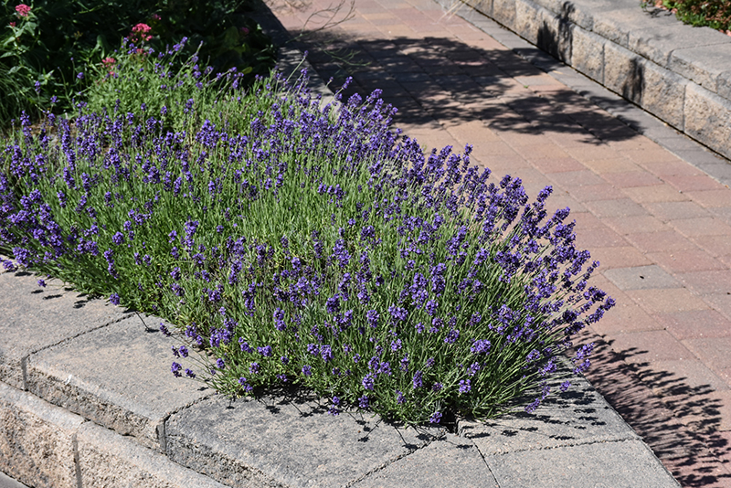 Munstead Lavender (Lavandula angustifolia 'Munstead') in Chatham