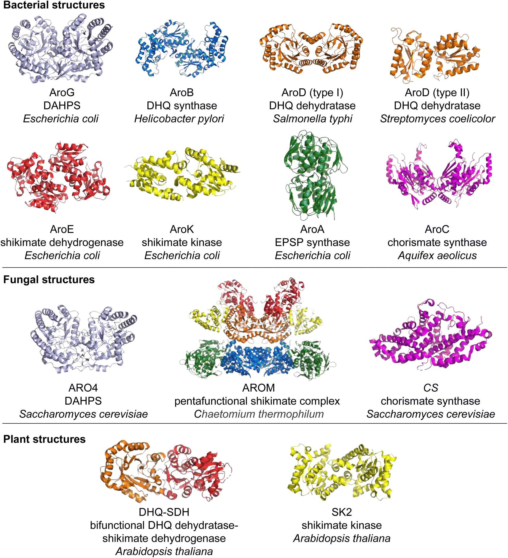 The shikimate pathway: gateway to metabolic diversity - Natural