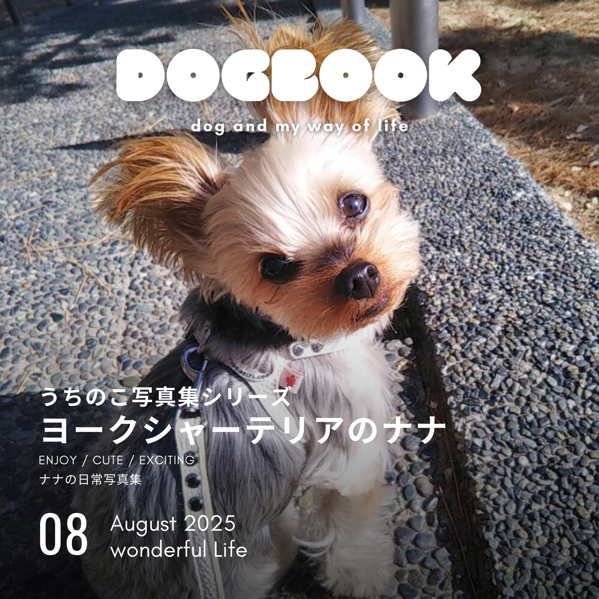ヨーキーの写真集が発売！「ヨークシャーテリアのナナ（うちのこ写真集