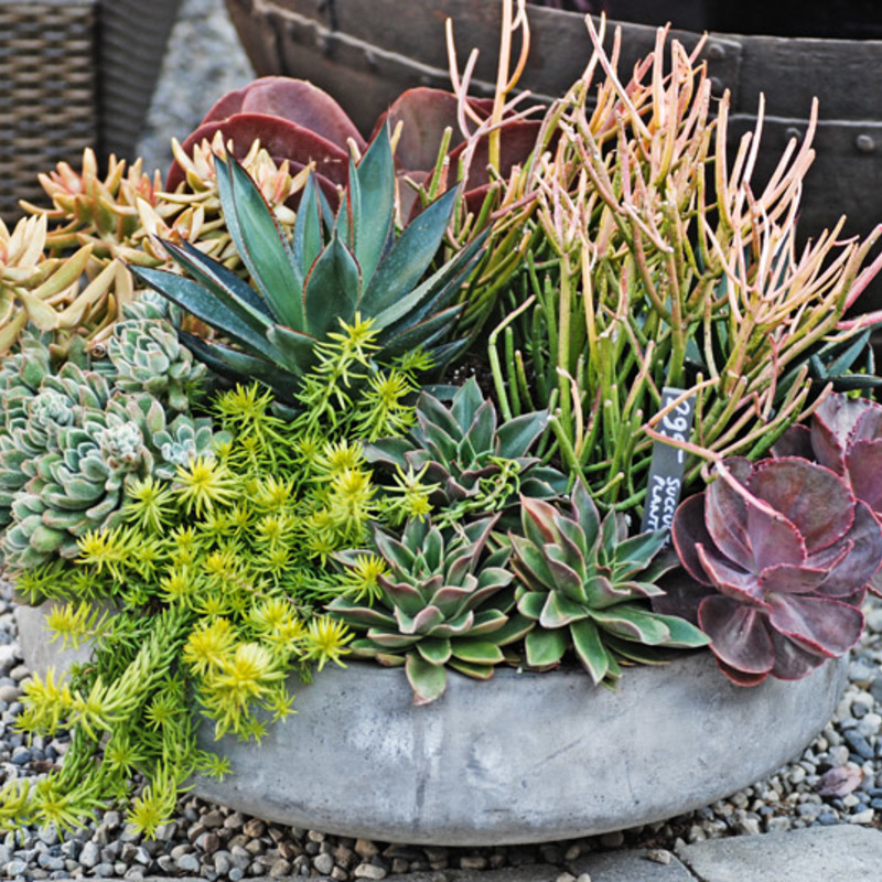 素敵！多肉植物寄せ植えの鉢や鉢カバー | ひとはなノート