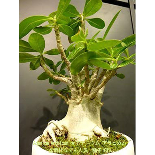 arabicum-3.jpg