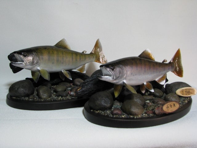 山女魚ジオラマ剥製 | 鱒に魅了されて！