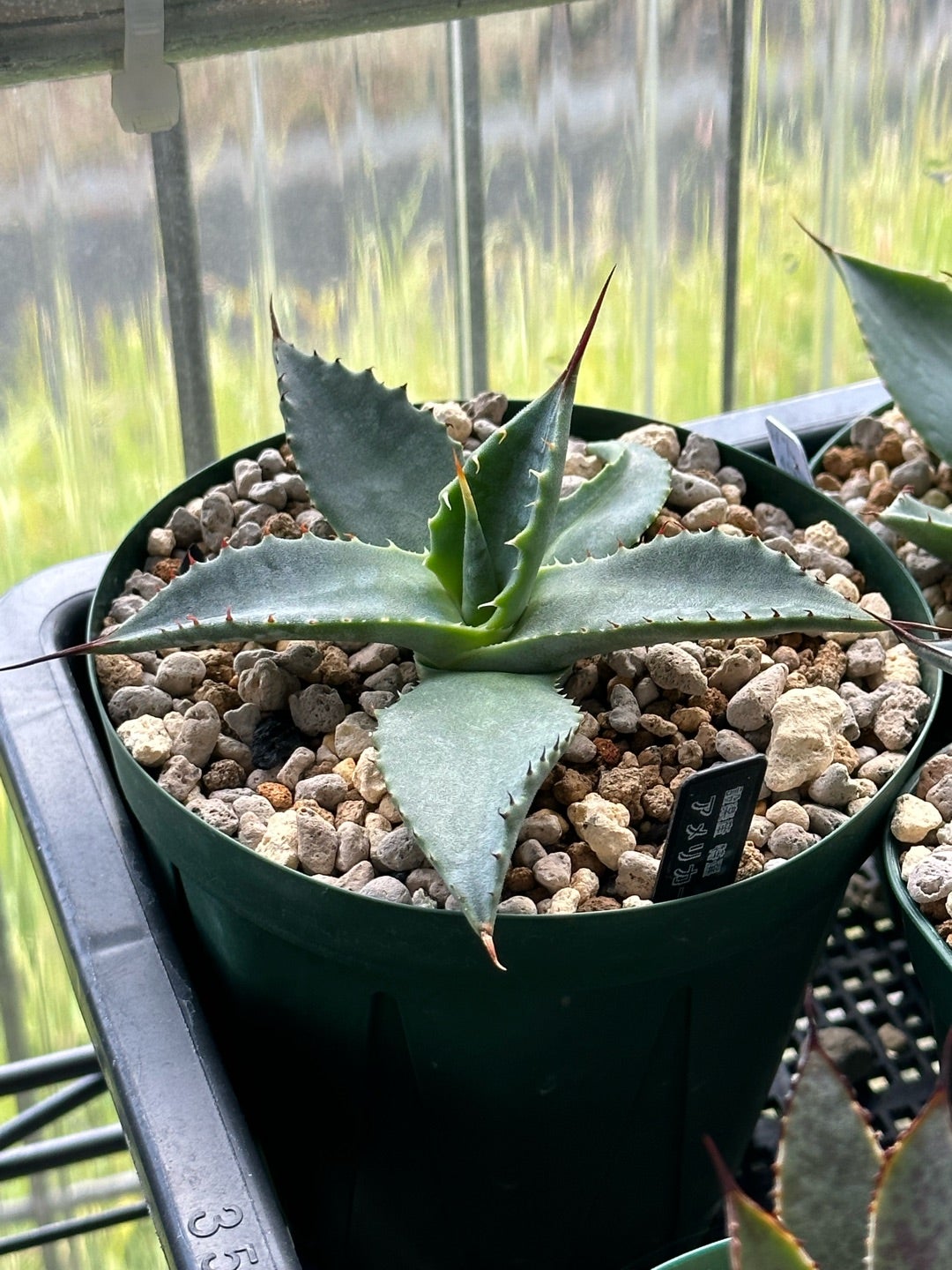 アガベ ラッキーストライプ パリー parryi