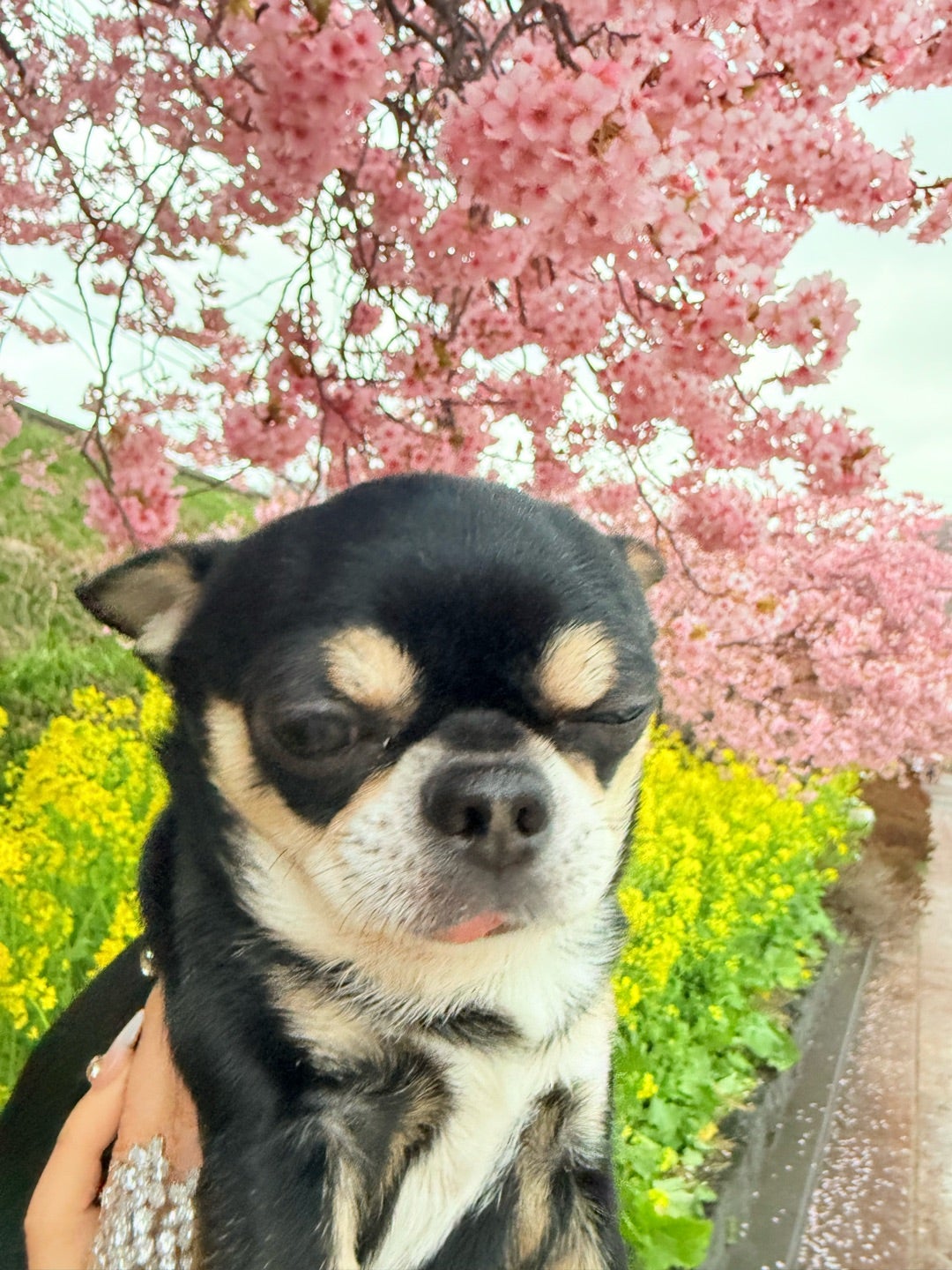 今朝の河津桜 満開伊豆〜熱海 満開の河津桜でお花見 銀座のママの三