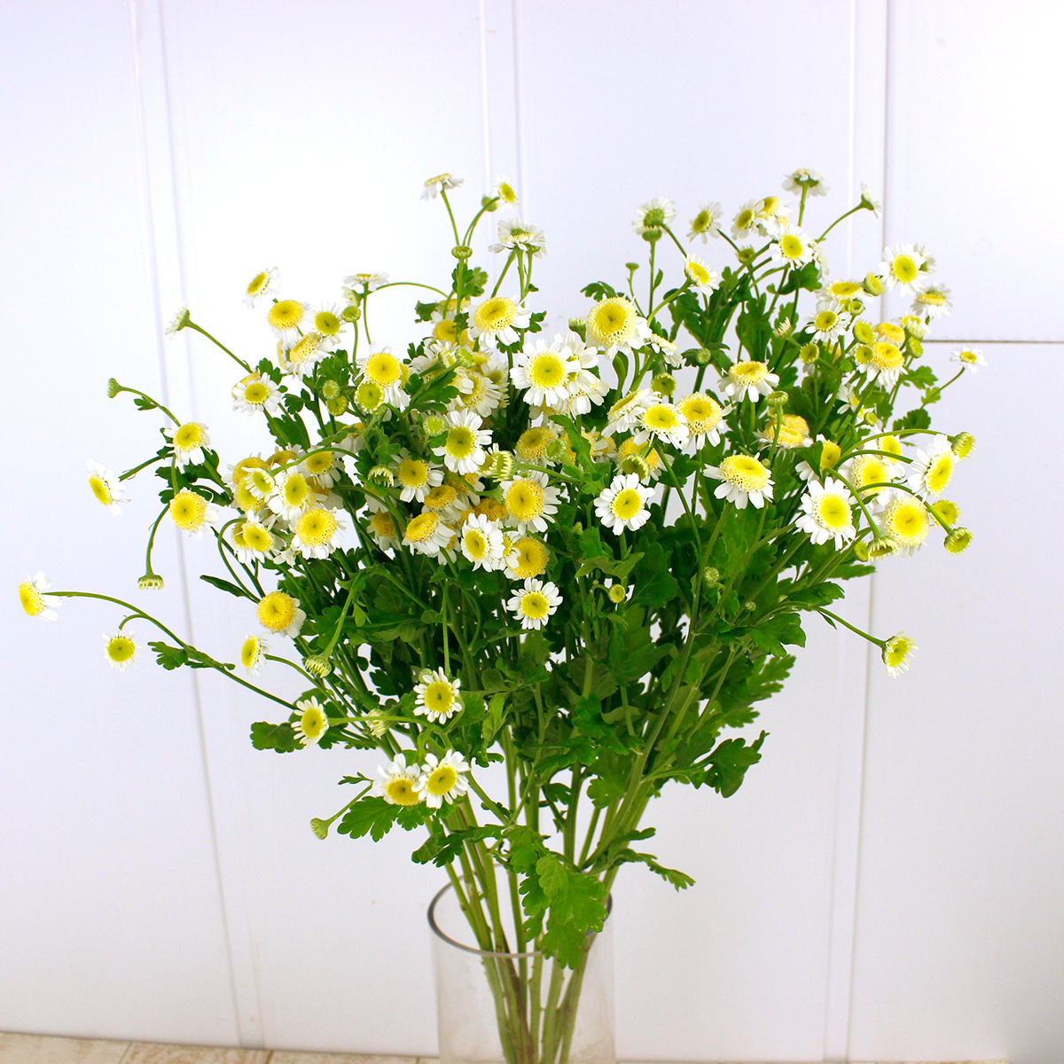 生花】マトリカリア 天使のたまご(50cm):ワイルドプランツ吉村 - 花材
