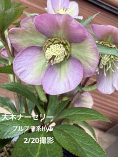 未株分】大木ナーセリー プルプラ系hyb - メルカリ