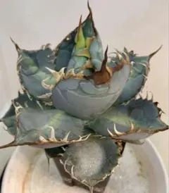 2026年最新】1981 アガベの人気アイテム - メルカリ