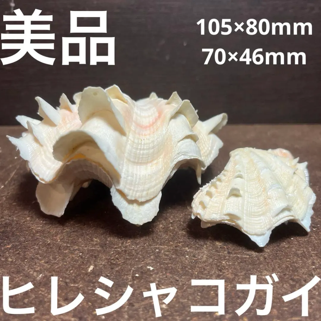 2026年最新】ヒレシャコガイの人気アイテム - メルカリ