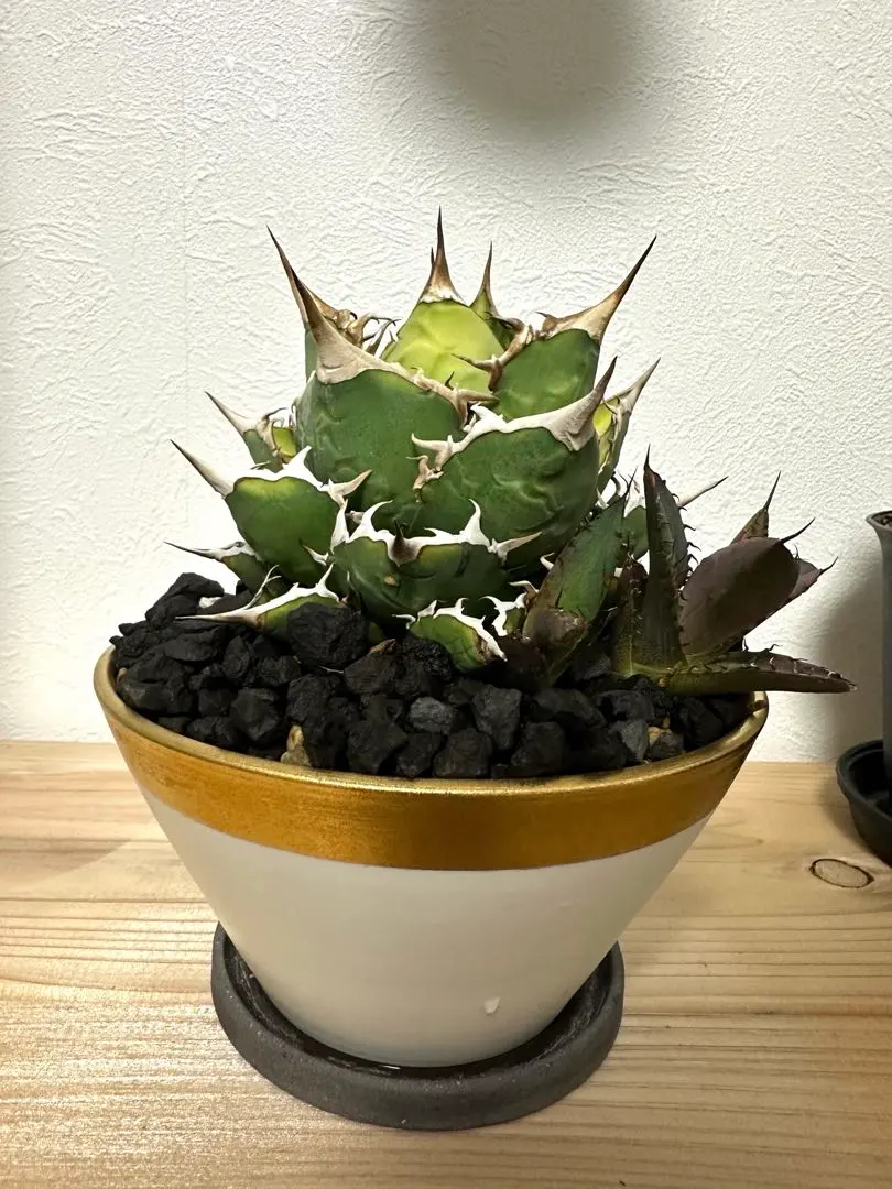 2026年最新】agave fo-76の人気アイテム - メルカリ