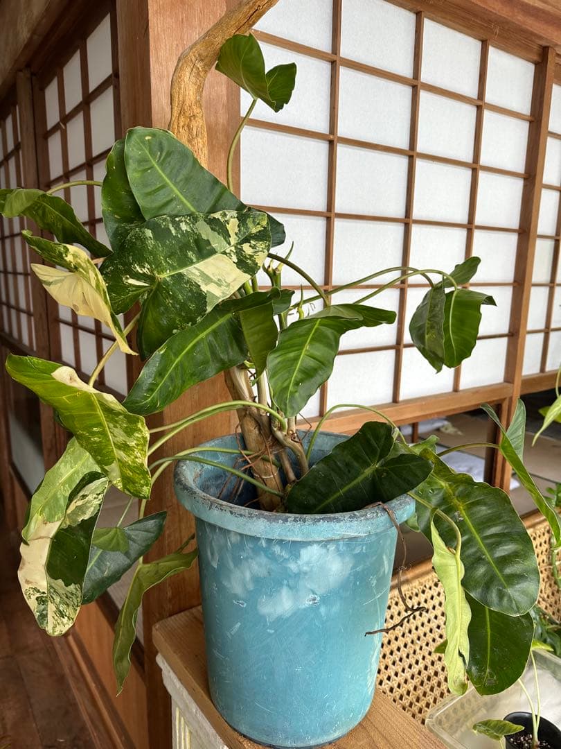 Philodendron Burle Marx Var フィロデンドロン斑入り フィロデンドロン・バールマルクス 斑入り 7号 - 植物と暮らす m-plant