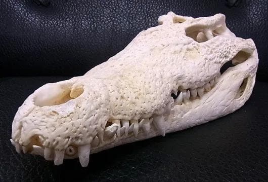 貴重！★迫力サイス！45ｃｍ ナイルワニ （Nile crocodile） 頭骨 The Diversity of Life on Earth Ultimate Nile Crocodile Exclusive