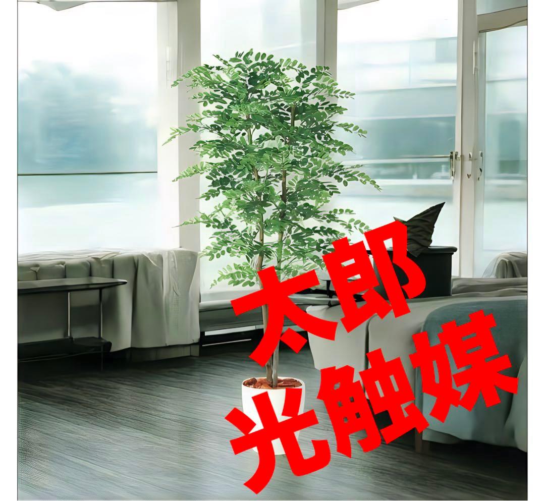 光触媒　人工観葉植物　フェイクグリーン　アカシアディアル150FST 種類 | プレミアム光触媒フェイクグリーン 造花ドットコム zouka.com