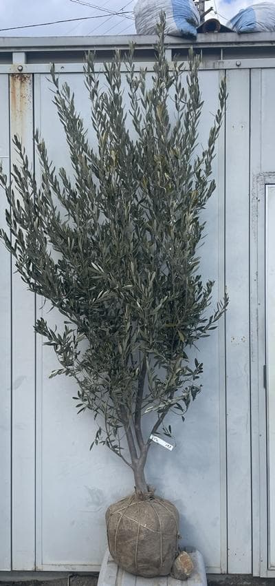 《現品》オリーブの木　シプレシーノ 樹高2.1ｍ（根鉢含まず）187【苗木/庭木