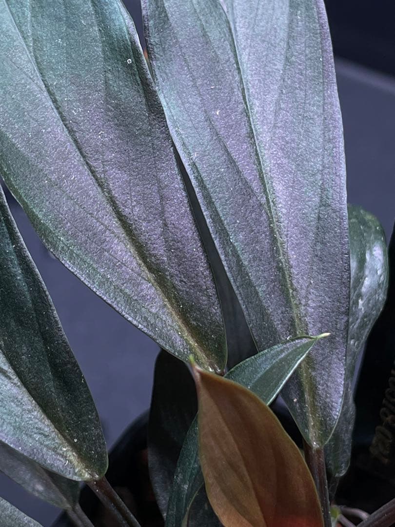 ホマロメナ Homalomena sp. \"濡烏\" 大株　[LA0518-02]