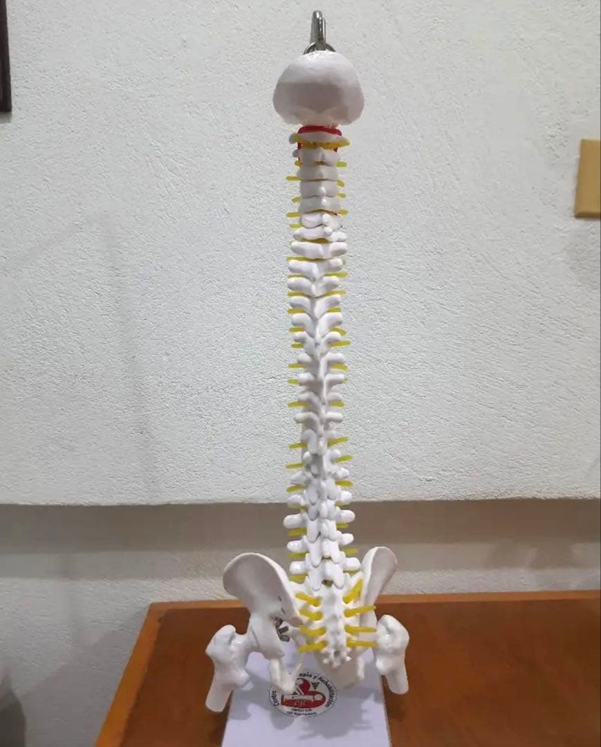 3/4スケール 人体脊椎モデル 教材 医療 インテリア 人体模型 骨格 骨